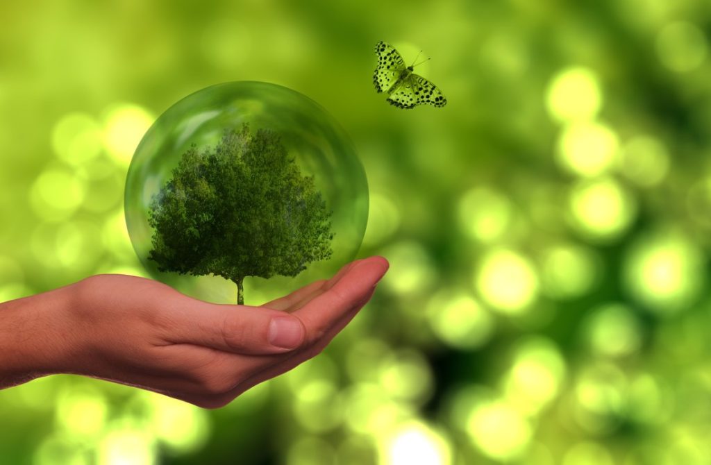 Informàtica sostenible: una esfera de vidre amb un arbre verd a dins descansa sobre una mà, hi ha una papallona al voltant.